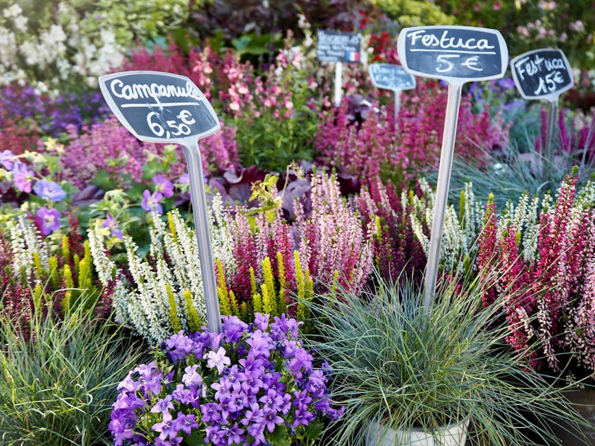 A vibrant display of flowering plants at a garden or nursery, featuring purple petunias arranged in a small pot at the foreground, with tall, colorful heather plants in shades of pink, white, and purp