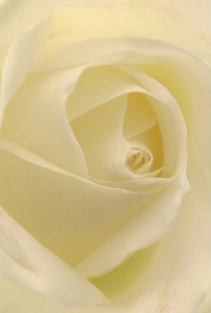 Close up, the classic white rose captures a tranquil interplay of layered petals, softly merging hues of ivory and cream beneath a gentle wash of Shepperton daylight. The composition spotlight's the flower's innate serenity-the way each petal seems to glow from within, like the sun peeking over nearby Old Shepperton Green. This harmony of light and structure imparts the rose with an air of cultivated sophistication, its spiral core perfectly formed, echoing purity and quiet strength. For a florist in Shepperton, this bloom carries meaning beyond its appearance-becoming the centrepiece for wedding tables, the messenger of sincere apologies, or a note of remembrance for someone dearly missed. The nuanced shadows add gentle depth, while the faint, fresh fragrance seems to drift across the room, as comforting as a familiar walk along the High Street. Delivered fresh across Shepperton, the artistry of this arrangement shines, making every special gesture feel intimate and memorable within the community.