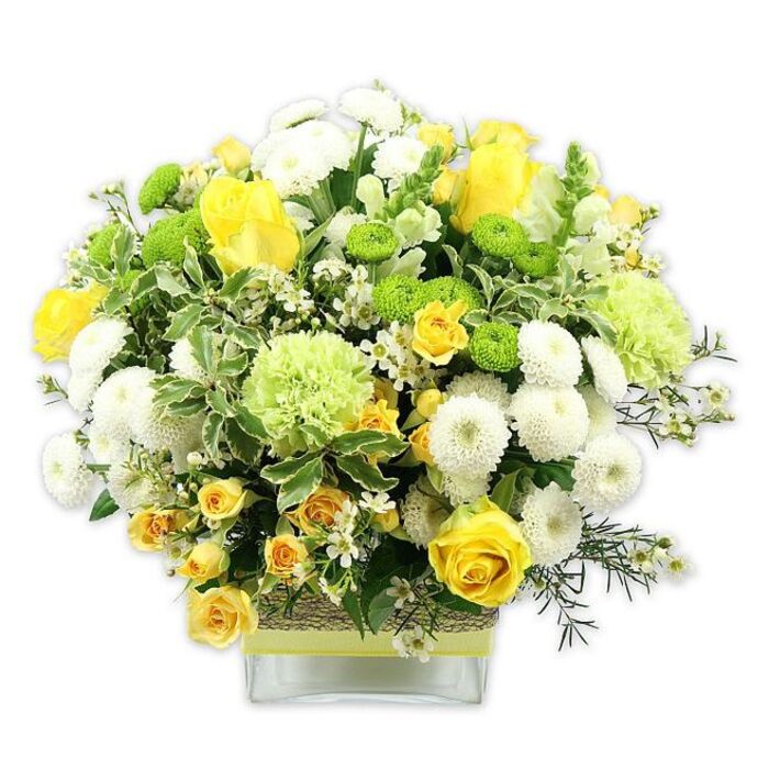 A lively bouquet in shades of golden yellow, creamy white, and bright green sits gracefully in a low, rectangular glass vase, the entire arrangement set before a white background that enhances its freshness and detail. The central focus is on the yellow roses, whose velvety petals curl outward in generous layers, each bloom at a slightly different stage of opening, creating natural movement and depth. Interwoven among them are yellow spray roses, smaller and more delicate, with multiple petite blossoms sharing a single stem, adding a sense of abundance. White pompom chrysanthemums punctuate the design, their neat, spherical flower heads lending a tactile, cushiony texture that calms the bolder tones. Bright lime green button chrysanthemums are tucked between the larger blooms, their compact, round shapes and vivid colour injecting a sense of modern playfulness. Slightly larger, frilled pale green flowers-likely green carnations or speciality chrysanthemums-fill out the dome, their ruffled petals providing a soft, cloud-like effect that gently bridges the transition between the yellows and whites. The bouquet is generously framed with foliage: there are deep green leaves with a smooth sheen, variegated leaves edged in creamy white, and lighter, airy sprigs that twist and curve, making the display feel as if it has been freshly gathered from a riverside garden near Shepperton Studios. Tiny starburst white filler flowers are scattered throughout, adding fine detail and catching little glints of light. The stems are visible through the clear glass vase, which is wrapped around its middle with a rustic, textured band resembling bark or woven raffia, over which a bright lime green ribbon is tied horizontally, mirroring the green tones in the blooms. The overall impression is one of warmth, freshness, and gentle celebration-a bouquet ideal for birthdays, thank-you gifts, or brightening a Shepperton dining table for a relaxed weekend gathering.